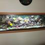fish tank picture - Actual Pic of the tank inside the wall