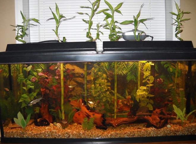 55 gallons planted tank (mostly live plants and fish) - 55g southeast asian
driftwood
lucky bamboo