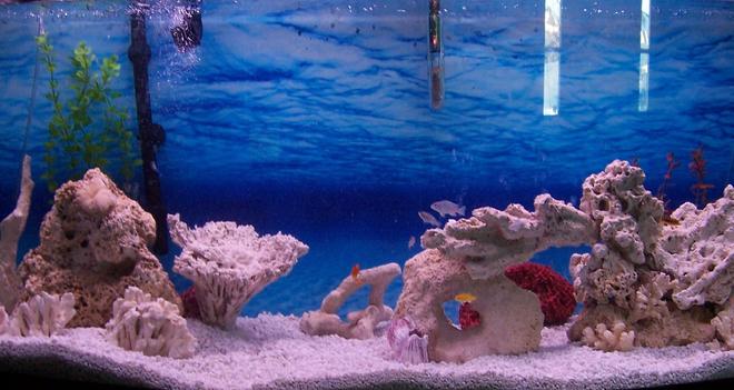 75 gallons freshwater fish tank (mostly fish and non-living decorations) - Our tank