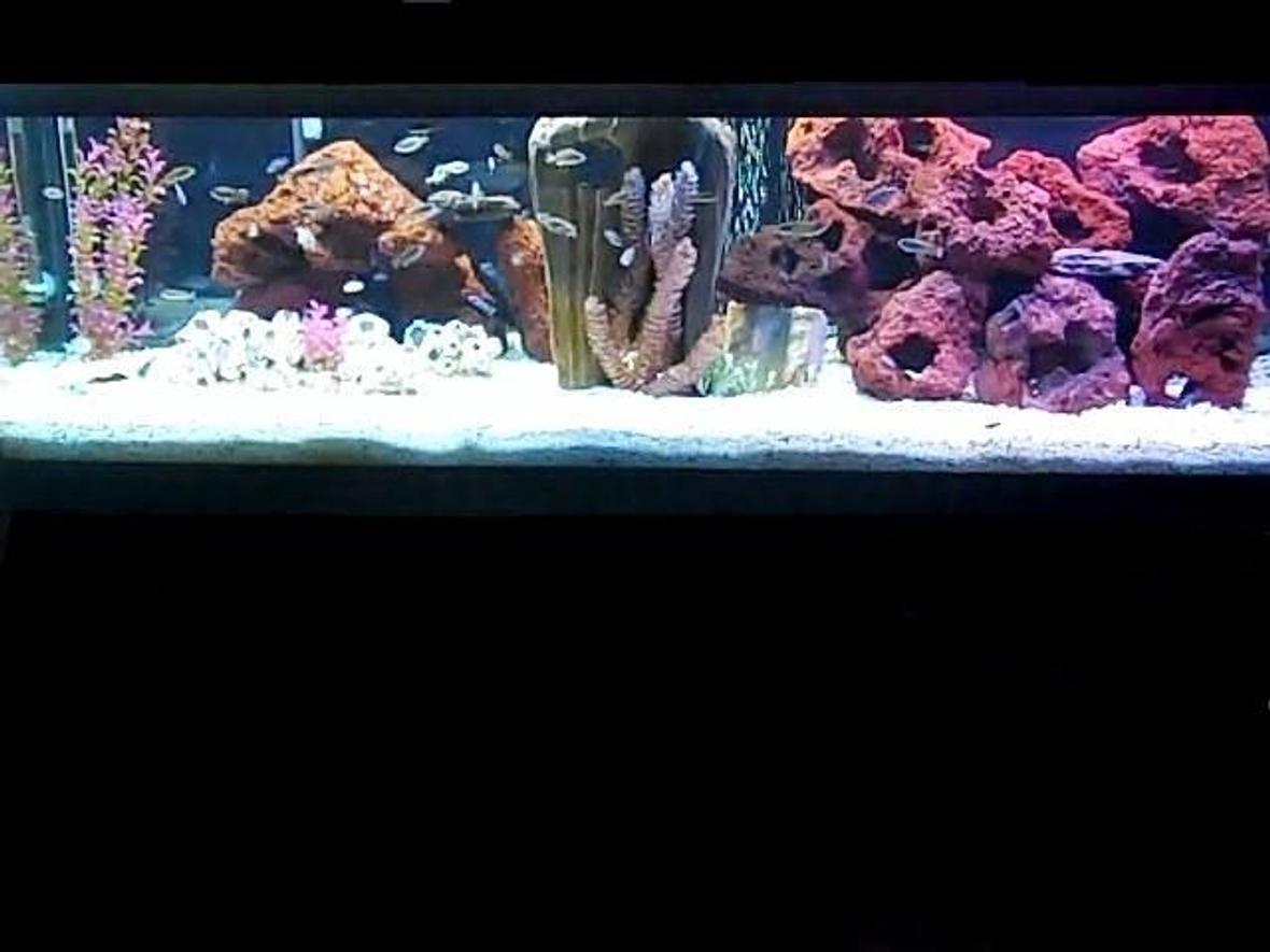 125 gallons freshwater fish tank (mostly fish and non-living decorations) - 125g African Cichlid tank (Malawi and Victorian)