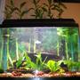 fish tank picture - 20g brackish planted assorted mollies -what rating would you give this tank?-
