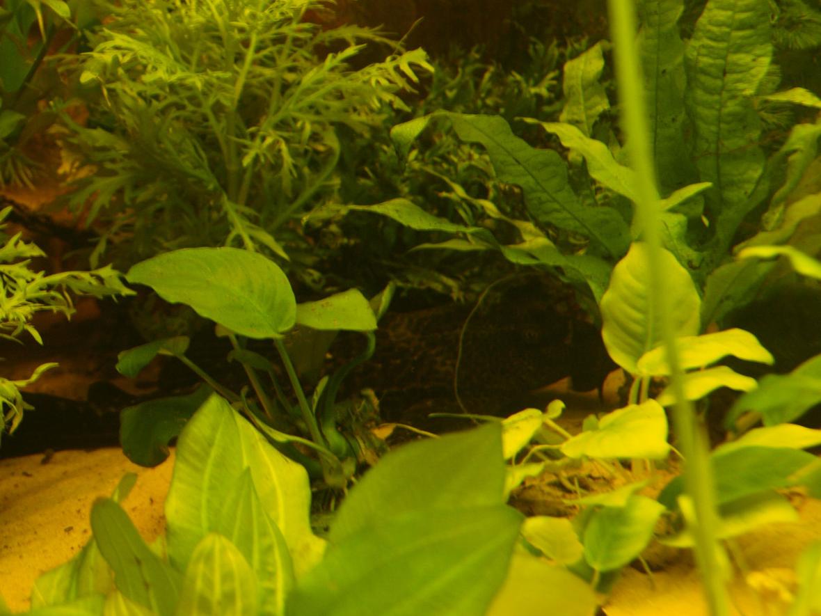 80 gallons planted tank (mostly live plants and fish) - Go on Come out and have your photo taken!!! My Pleco being shy