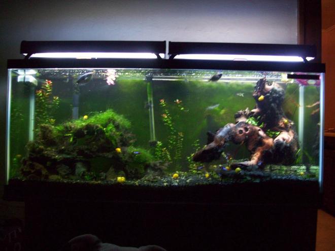 55 gallons planted tank (mostly live plants and fish) - Full Tank, just remodeled to the three tier style. I did have a blooming Dwarf Lilly, but now they have been reduced to bulbs again.