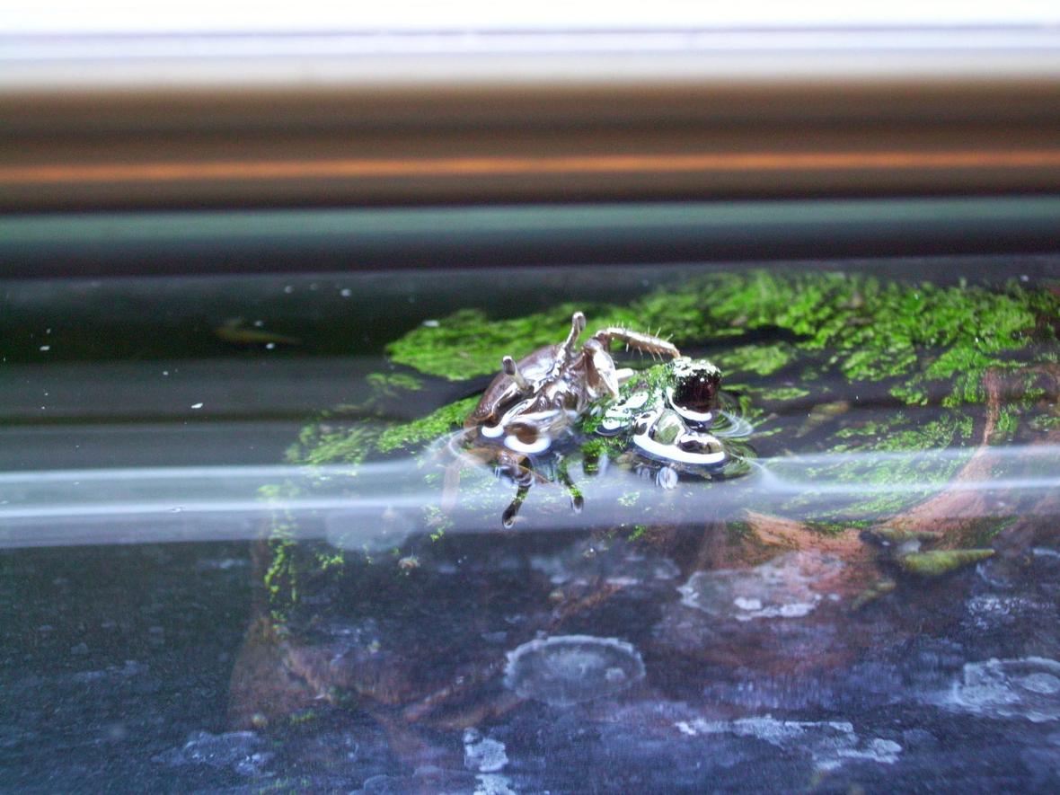 corals inverts - dardanus calidus - hermit crab stocking in 55 gallons tank - Crab Surfacing