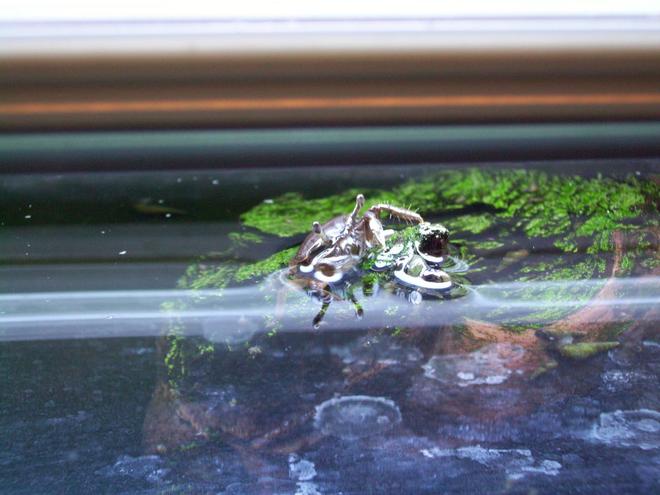 corals inverts - dardanus calidus - hermit crab stocking in 55 gallons tank - Crab Surfacing