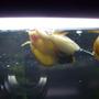 corals inverts - pomacea bridgesii - golden apple snail stocking in 55 gallons tank - Gold Mystery Snail