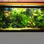 55 gallons planted tank (mostly live plants and fish) - My planted tank.