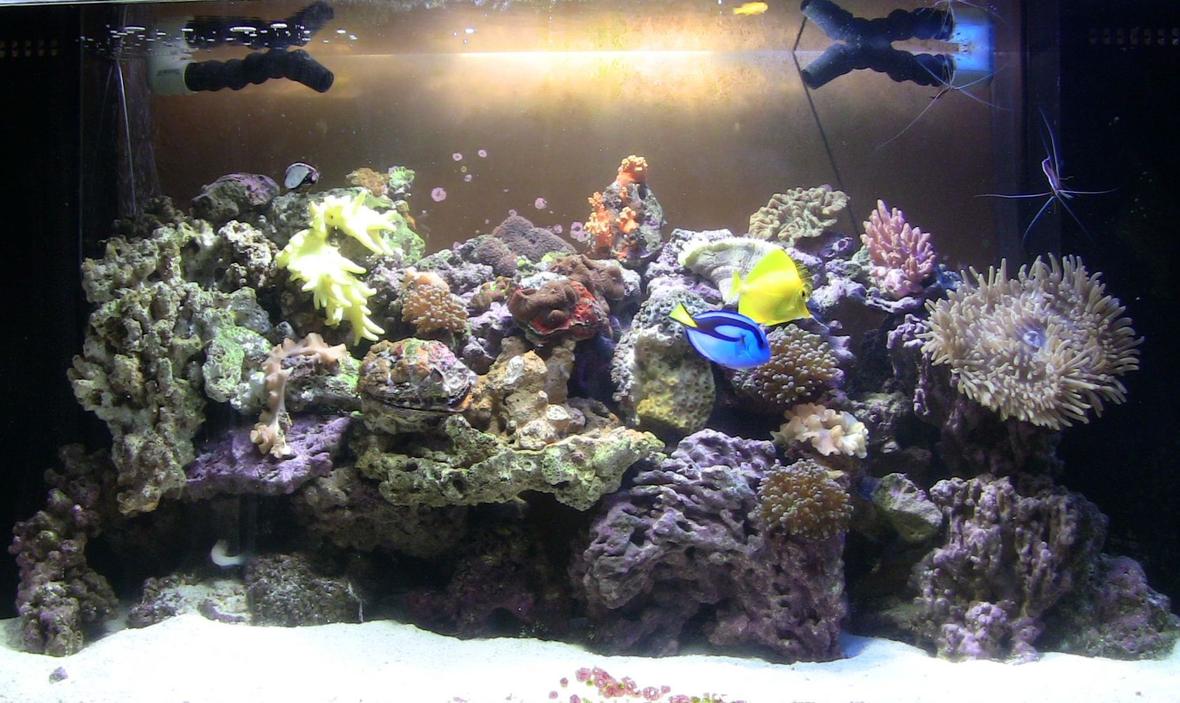 90 gallons reef tank (mostly live coral and fish) - 90g truvu acrylic tank with 30g show refugium housing seahorse and several variety of pods. 2x 150 15k and 20k mh. Live rocks/sand/argonite..sps, lps, polyps, soft corals, mushroom, and anemone.