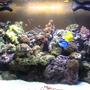 90 gallons reef tank (mostly live coral and fish) - 90g truvu acrylic tank with 30g show refugium housing seahorse and several variety of pods. 2x 150 15k and 20k mh. Live rocks/sand/argonite..sps, lps, polyps, soft corals, mushroom, and anemone.