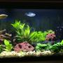 fish tank picture - right side