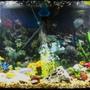 fish tank picture - 55g african cichlids