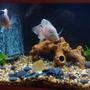 155 gallons freshwater fish tank (mostly fish and non-living decorations) - my tank