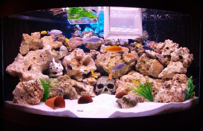 90 gallons freshwater fish tank (mostly fish and non-living decorations) - this is my 350l african rift lake aquarium with ocean rock (and a couple of skulls the kids wanted in! ) also 2 breeding traps full of healthy brichardi and demasoni fry.