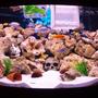 90 gallons freshwater fish tank (mostly fish and non-living decorations) - this is my 350l african rift lake aquarium with ocean rock (and a couple of skulls the kids wanted in! ) also 2 breeding traps full of healthy brichardi and demasoni fry.