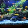 30 gallons freshwater fish tank (mostly fish and non-living decorations) - My tank after 3 yrs