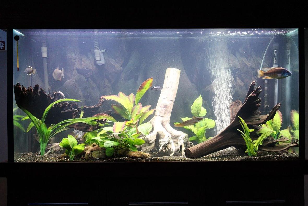 92 gallons freshwater fish tank (mostly fish and non-living decorations) - changed my tank