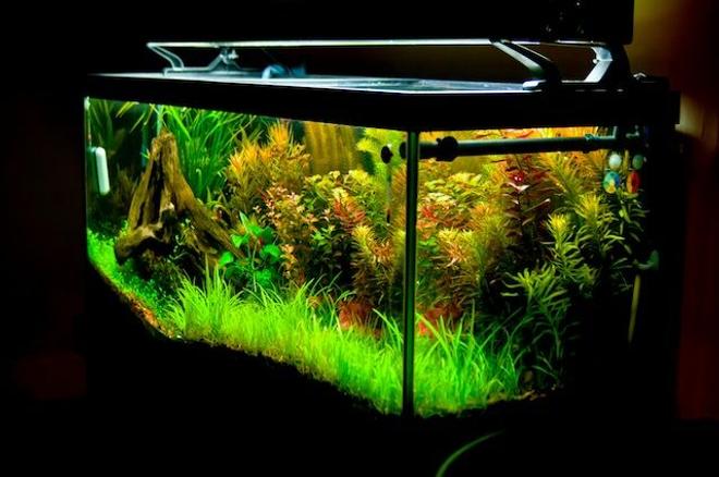 75 gallons planted tank (mostly live plants and fish) - 2011 planted tank
