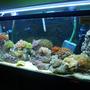 57 gallons reef tank (mostly live coral and fish) - Date Upload: 28/02/2011 Tank size: 4L, 1.25W, 1.5H Using Canister pam, T5 light, protein skimmer, surface skimmer and resum chiller. Currently this tank was fresh water fish, but now i change it to marine and have to reused what existing equipment. Canister not really suitable for marine. But here u can see cheep things also worth for the good one.