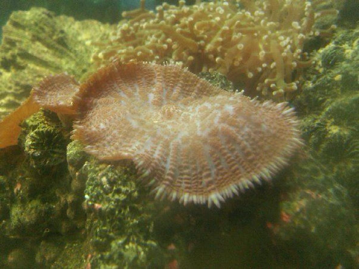 corals inverts - corrella morphs - fluro green coral stocking in 50 gallons tank - unknown coral
