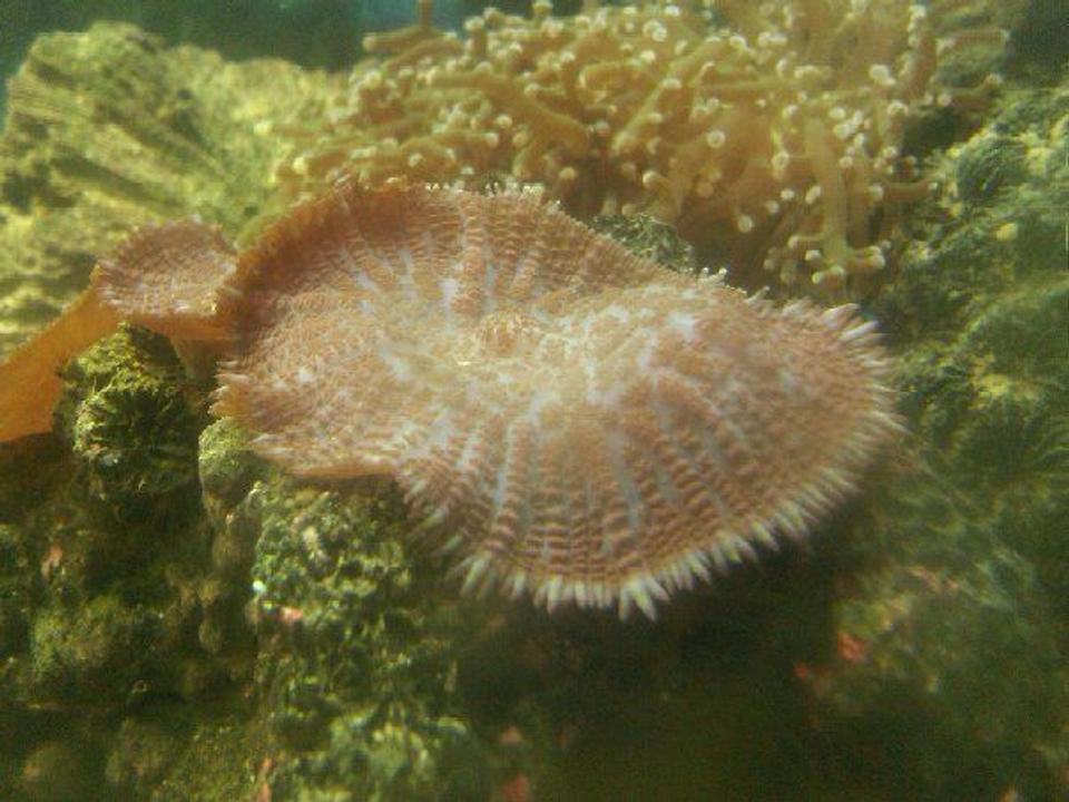 corals inverts - corrella morphs - fluro green coral stocking in 50 gallons tank - unknown coral