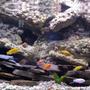 150 gallons freshwater fish tank (mostly fish and non-living decorations) - 150 gallon african cichlids