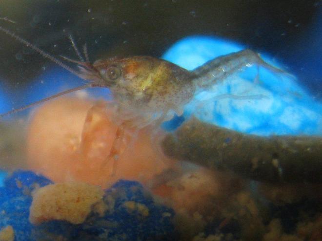 corals inverts - cherax sp. - sunburst fire lobster stocking in 40 gallons tank - my lobster pic before was the eggs  now its is a baby.. took many trys3 or 4 days old