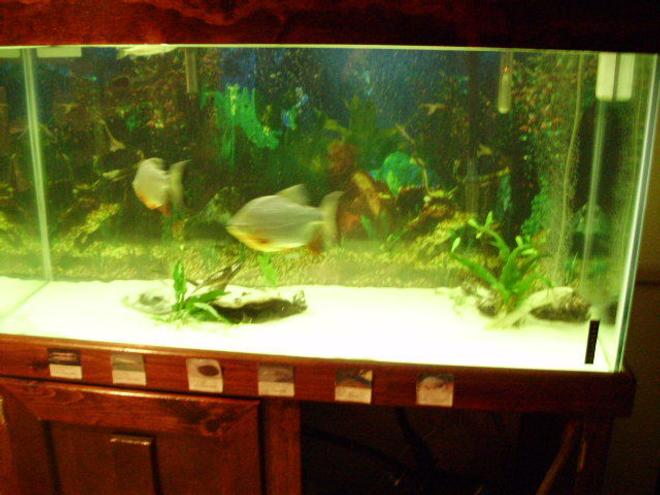 90 gallons freshwater fish tank (mostly fish and non-living decorations) - stingray in lower right. picture quality terrible. eels are hiding under wood. 90 gallon fresh water.