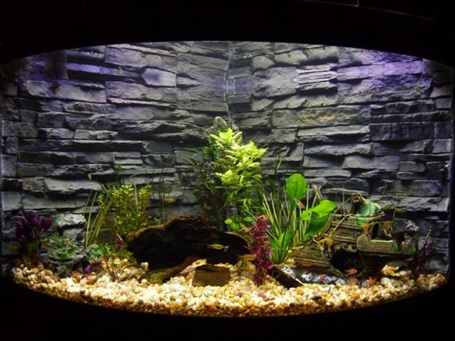 92 gallons planted tank (mostly live plants and fish) - Aqueon corner model 92 gallon, moderately planted.  Custom and very original background.