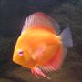 freshwater fish - symphysodon sp. - red marlboro discus stocking in 80 gallons tank