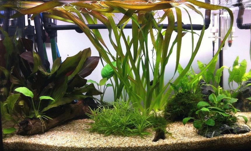 Rated #91: 18 Gallons Planted Tank - 3 month old fishtank