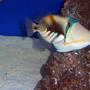 saltwater fish - rhinecanthus aculeatus - humu picasso triggerfish stocking in 180 gallons tank - Picasso Trigger