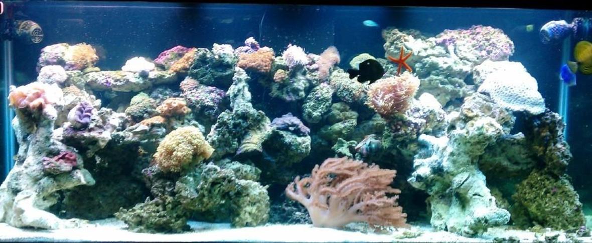 210 gallons reef tank (mostly live coral and fish) - about 10 months in... really just starting to get alot of Coraline... lots of polyps( brown, bright blue, orange, deep orange)... fox coral.. brain.. show size leather... open brain... hamer coral... torch coral..few differnt mushrooms.. and polyp head few fish(dont really want them anymore:) ) and some african starfish..