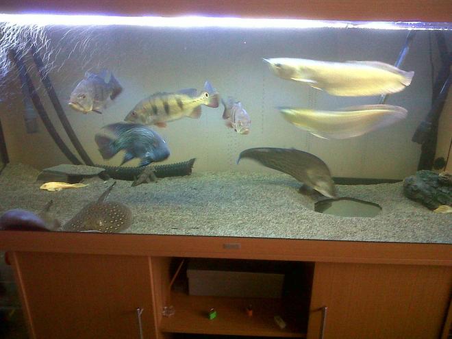 150 gallons freshwater fish tank (mostly fish and non-living decorations) - peacock bass rays texas