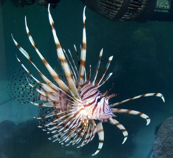 saltwater fish - pterois volitans - volitan lionfish stocking in 180 gallons tank - Lion Fish