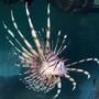 saltwater fish - pterois volitans - volitan lionfish stocking in 180 gallons tank - Lion Fish