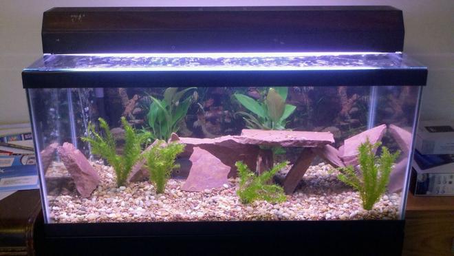 40 gallons planted tank (mostly live plants and fish) - This is a 40 gallon breeder tank.  A clown knife fish resides in the tank and soon it will be joined by a few cichlids.  There are 6 live plants flourishing in the tank and I created realistic hiding spots out of flagstone rock.  The tank is heated to about 78 degrees and is filtered using a Fluval 205 canister filter.  It looks great!