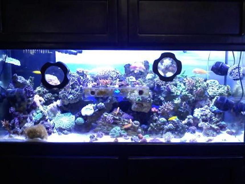 Rated #62: 75 Gallons Reef Tank - my baby