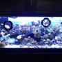75 gallons reef tank (mostly live coral and fish) - my baby