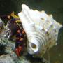 corals inverts - calcinus sp. - electric orange hermit crab stocking in 155 gallons tank - electric orange hermit crab