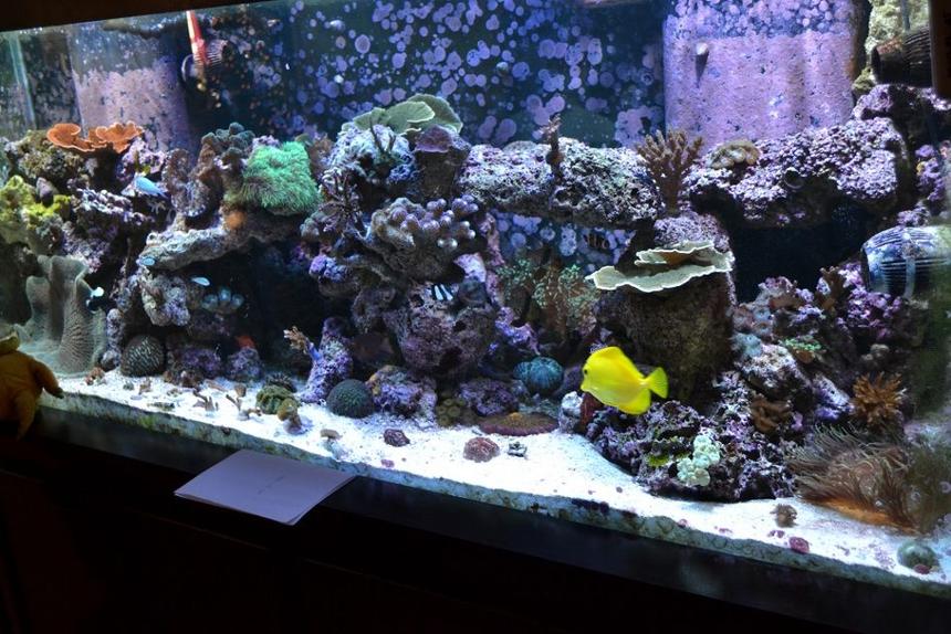 Rated #30: 210 Gallons Reef Tank - 210 Reef Tank, 1 year old
