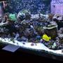 210 gallons reef tank (mostly live coral and fish) - 210 Reef Tank, 1 year old
