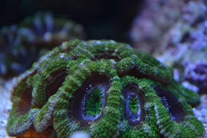 corals inverts - green goblin acan stocking in 210 gallons tank - Green Acans