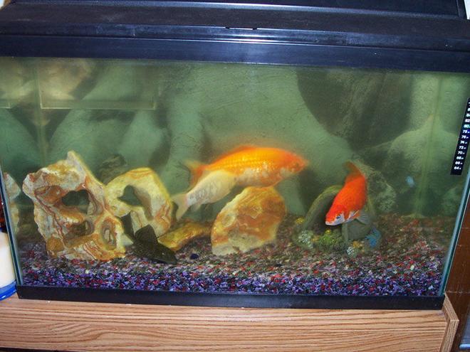 25 gallons freshwater fish tank (mostly fish and non-living decorations) - this was my old tank, my fish in their died 1 week before I was about to get them a new tank so please dont think I planned to keep them in there
