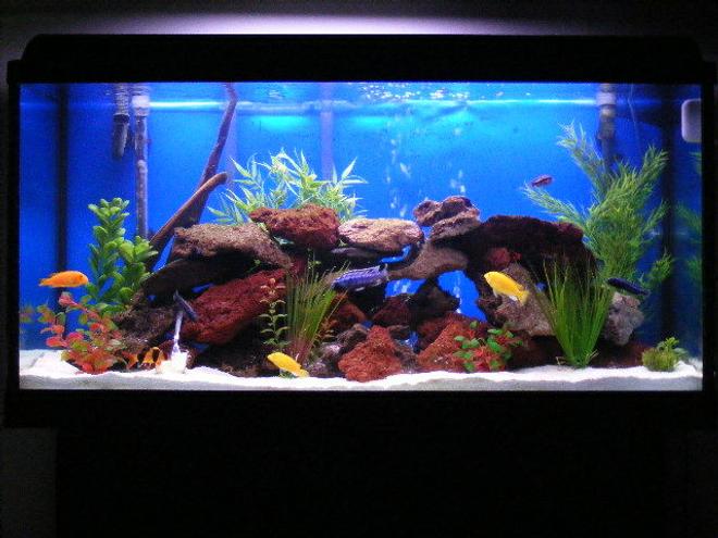 65 gallons freshwater fish tank (mostly fish and non-living decorations) - 65 gallons tank