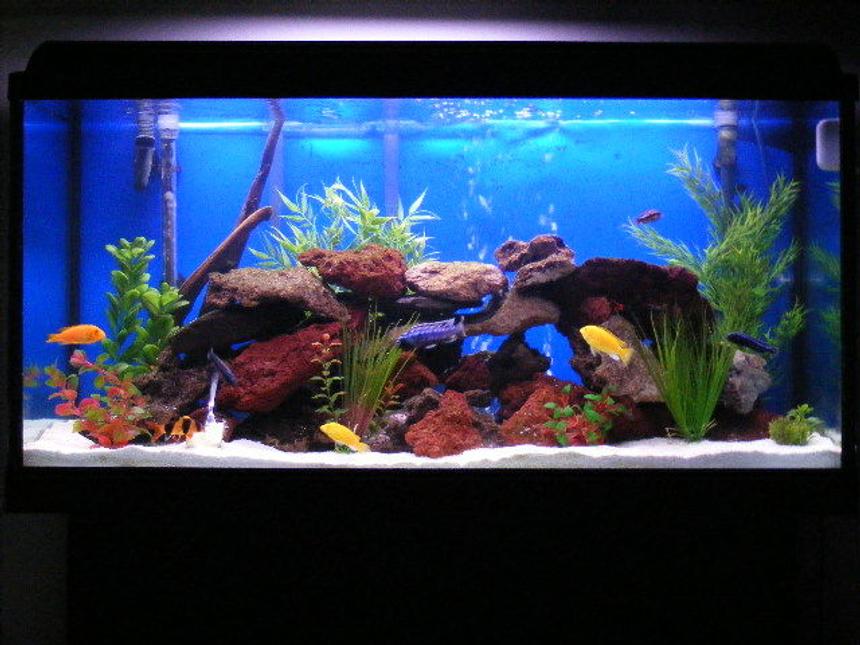 Rated #25: 65 Gallons Freshwater Fish Tank - 65 gallons tank