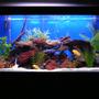65 gallons freshwater fish tank (mostly fish and non-living decorations) - 65 gallons tank
