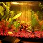10 gallons freshwater fish tank (mostly fish and non-living decorations) - 10 gallon with 4 Tiger Barbs, 2 Ghost Shrimp, and 1 Black Mystery Snail.
