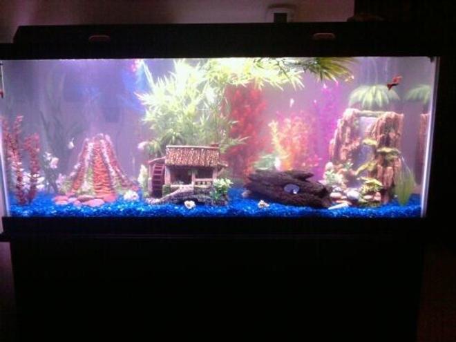 75 gallons freshwater fish tank (mostly fish and non-living decorations) - I recently upgraded to this 75 gallon, it's definitely a work in progress but the most recent set up.  I ran out of plants lol and I need a background still.  I've kind of been in the "wait and see" stage.  As you can see it's taken on a tropical theme.  There is a bubble wall across the back, all three ornaments are powered by air pump too.  The volcano has air bubbles "erupting" and an LED light inside, the hut has a spinning wheel and chimney bubbles, and the waterfall has bubbles shooting upward.  Tanks a bit cloudy but not as bad as it looks in the pic.  I'm working on that, I think I was adding too much conditioner.  Anyway this is my first pic, there will definitely be more once I get more settled in to the tank.