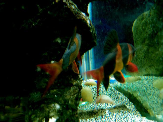 freshwater fish - botia macracantha - clown loach stocking in 90 gallons tank - couple a clown loaches