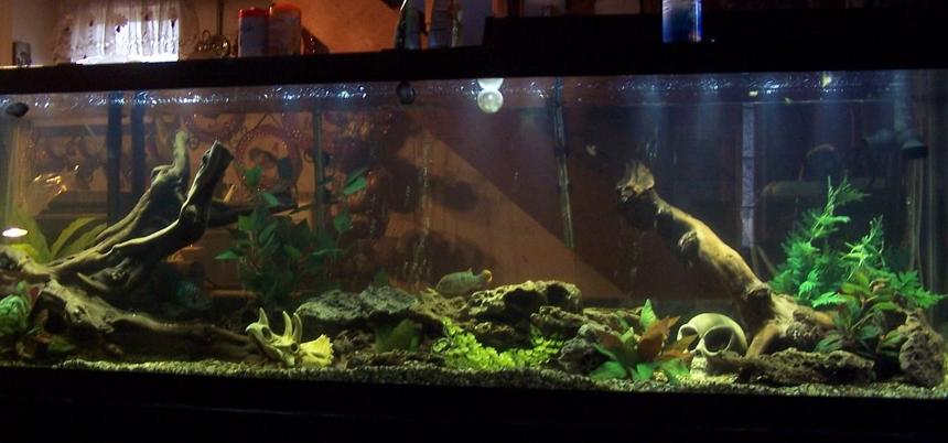 Rated #95: 150 Gallons Freshwater Fish Tank - little devil 9/2010